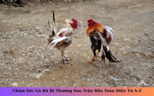 Chăm Sóc Gà Đá Bị Thương Sau Trận Đấu Toàn Diện Từ A-Z